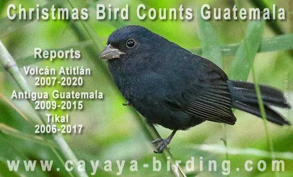 Christmas Bird Counts in Guatemala