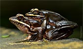 Masked Mountain Frog <i>Lithobates maculatus</i>, dpto. Suchitepéquez.
