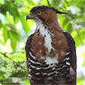 adult Ornate Hawk-Eagle
