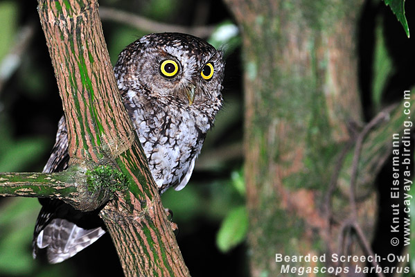 Bearded Screech-Owl