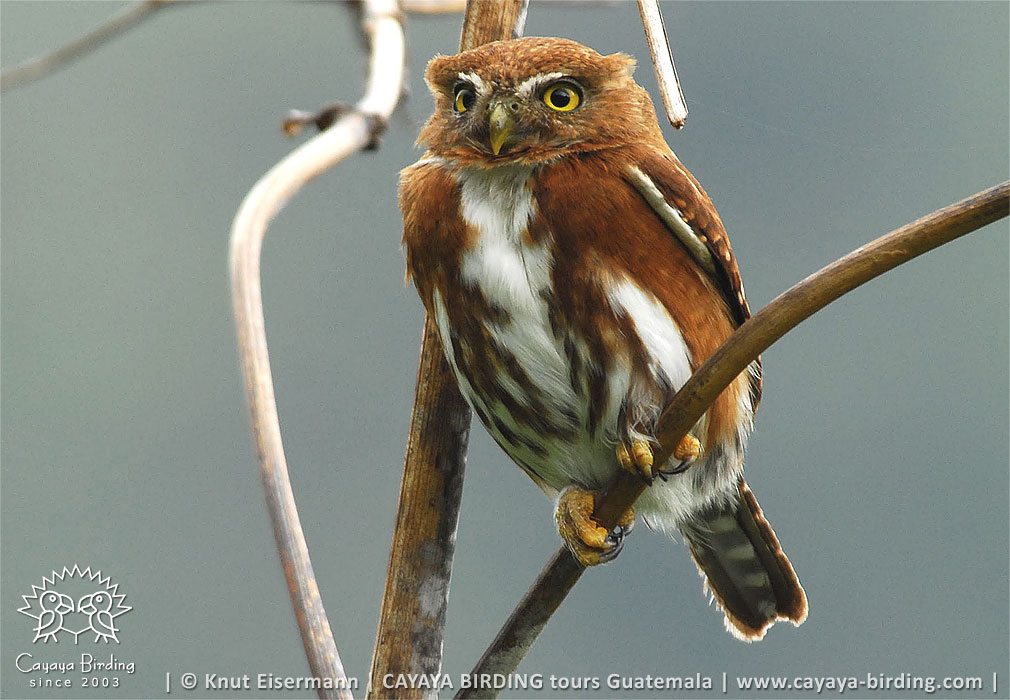 Guatemalan Pygmy-Owl