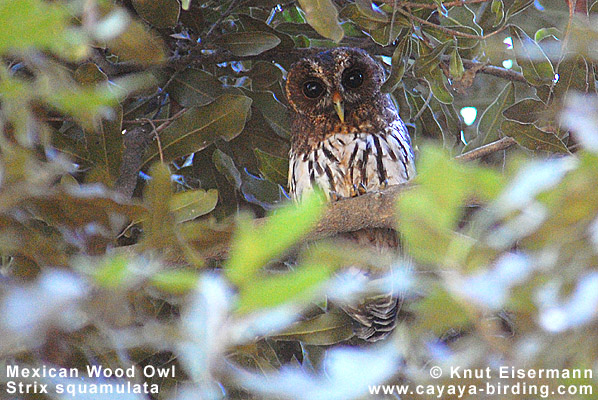 Mexican Wood Owl
