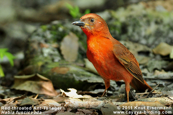 Red-throated Ant-Tanager ( Habia fuscicauda )