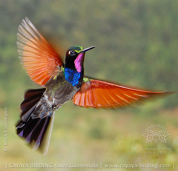 Garnet-throated Hummingbird