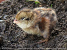 chick of Ocellated Quail