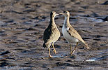 Two Spotted Sandpipers