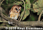 Unspotted Saw-wht Owl in Guatemala