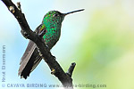 Blue-tailed Hummingbird