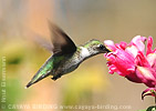 female Ruby-throated Hummingbird
