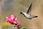 female Ruby-throated Hummingbird