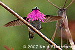Wine-throated Hummingbird