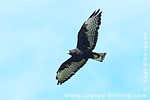 Dark morph Short-tailed Hawk