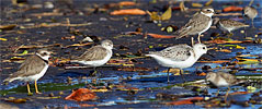 Western Sandpiper with Semipalmated Plover, Sanderling, Wilson's Plover, and Least Sandpiper