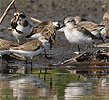 Semipalmated and Western Sandpiper