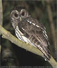 Mexican Wood Owl or Mottled Owl