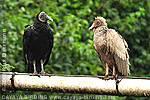 leucistic Black Vulture