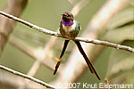 Slender Sheartail