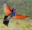 male Garnet-throated Hummingbird