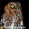 rufous morph Bearded Screech-Owl
