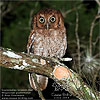 rufous morph Guatemalan Screech-Owl