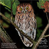 rufous morph Whiskered Screech-Owl