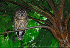 roosting Fulvous Owl