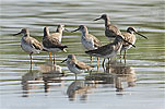 Lesser Yellowlegs with Long-billed Dowitchers and a Stilt Sandpiper