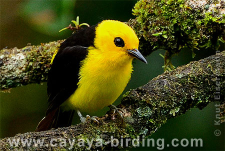 Black-and-yellow Tanager