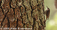 Brown Creeper