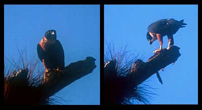 Orange-breasted Falcon in Tikal