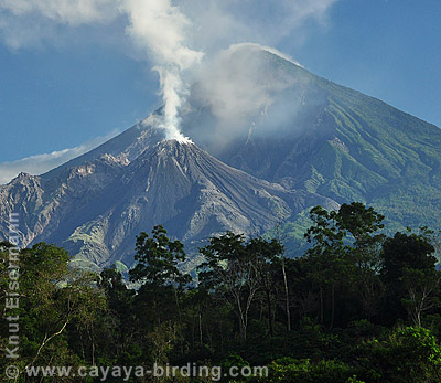 Puffing Santiaguito volcano as seen from Patrocinio Reserve.