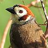 Prevost's Ground-Sparrow