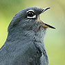 Slate-colored Solitaire
