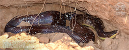 Mexican Burrowing Python (Loxocemus bicolor), dpto. San Marcos.