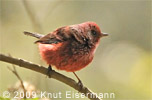 Pink-headed Warbler