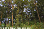 Forest at Rinc&oacute;n Suizo