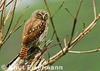 Ridway's Pygmy-Owl