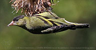 Black-capped Siskin clinging to thistle head