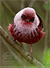 Pink-headed Warbler in Guatemala
