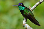 male Rivoli's Hummingbird