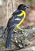 adult male Bar-winged Oriole