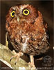 Male Bearded Screech-Owl of rufous morph