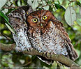Pair of rufous morph female and brown morph male Bearded Screech-Owls