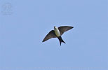 adult Black-capped Swallow in flight