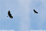 Black Hawk-Eagle (Spizaetus tyrannus)