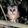 Unspotted Saw-whet Owl, by Stefan Johansson