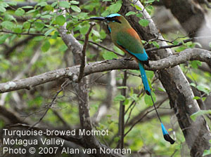 Turquoise-browed Motmot