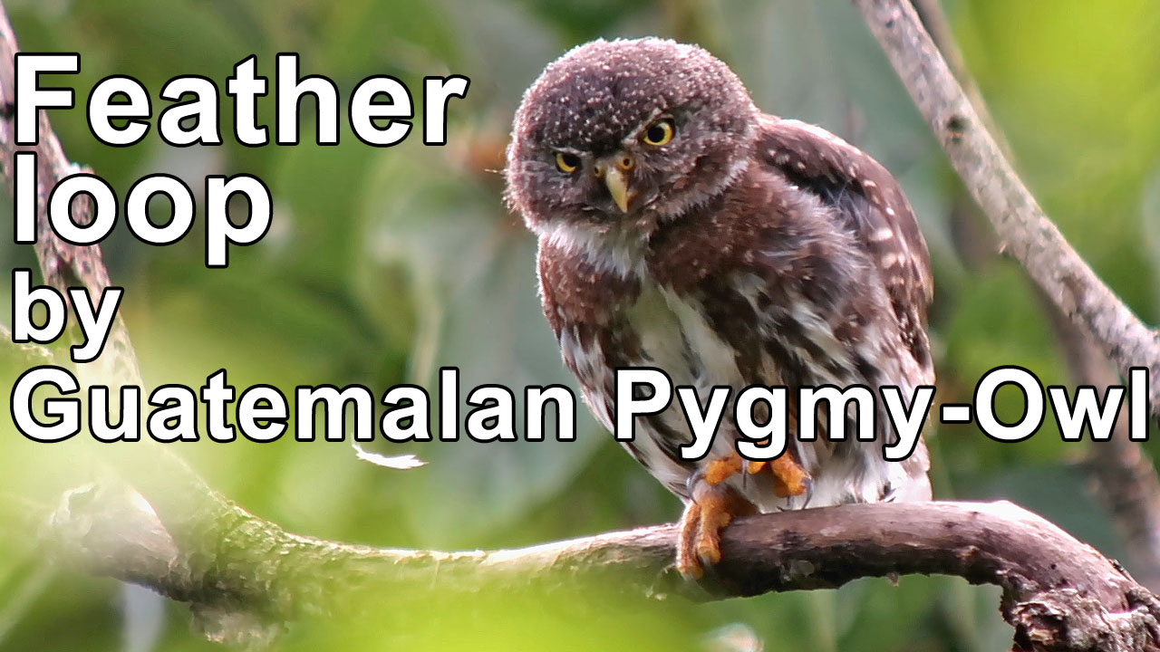 video of Guatemalan Pygmy-Owl