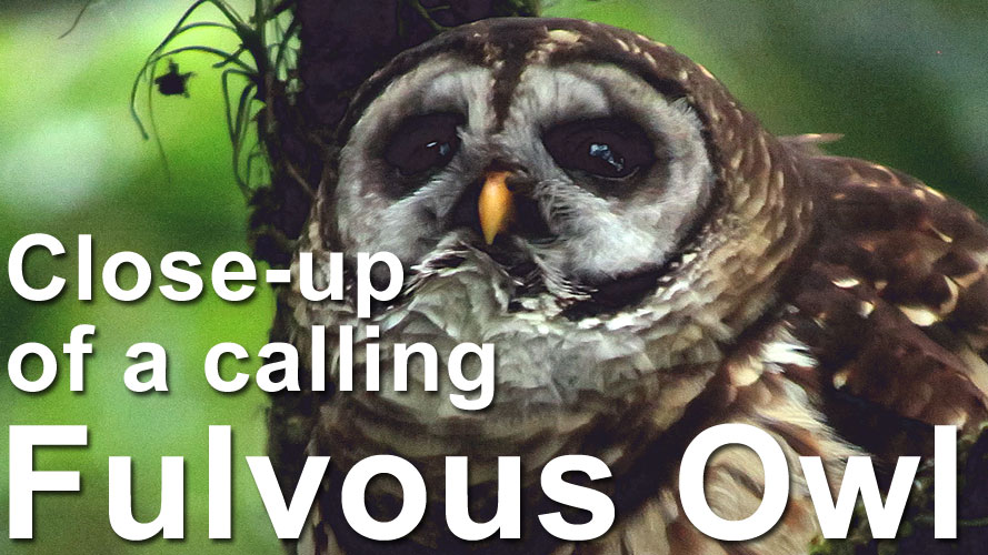 Calling Fulvous Owl