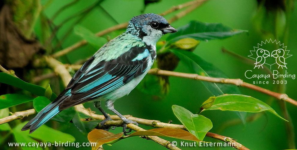 Azure-rumped Tanager or Cabanis's Tanager